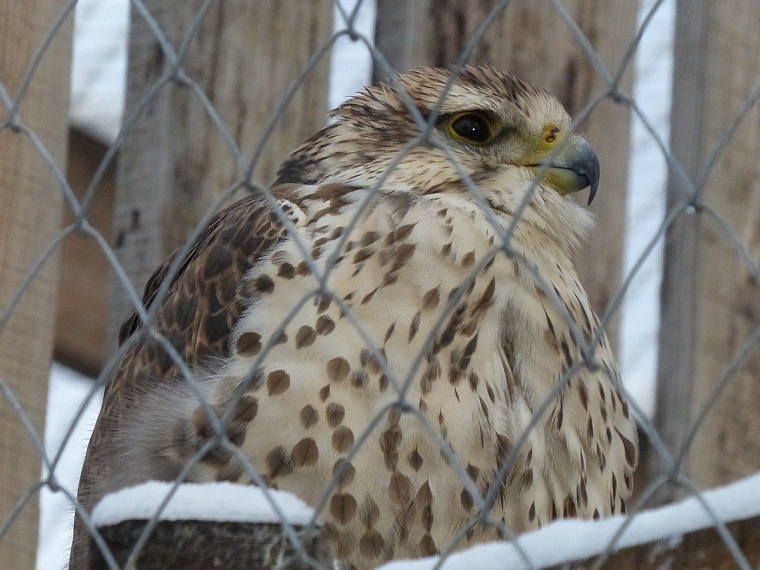 У леопарда в тюменском зоопарке пол с подогревом