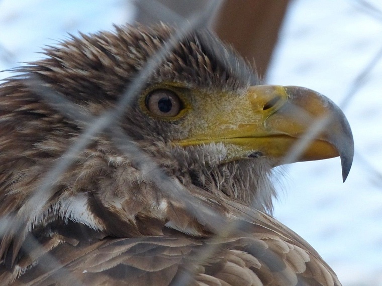 У леопарда в тюменском зоопарке пол с подогревом