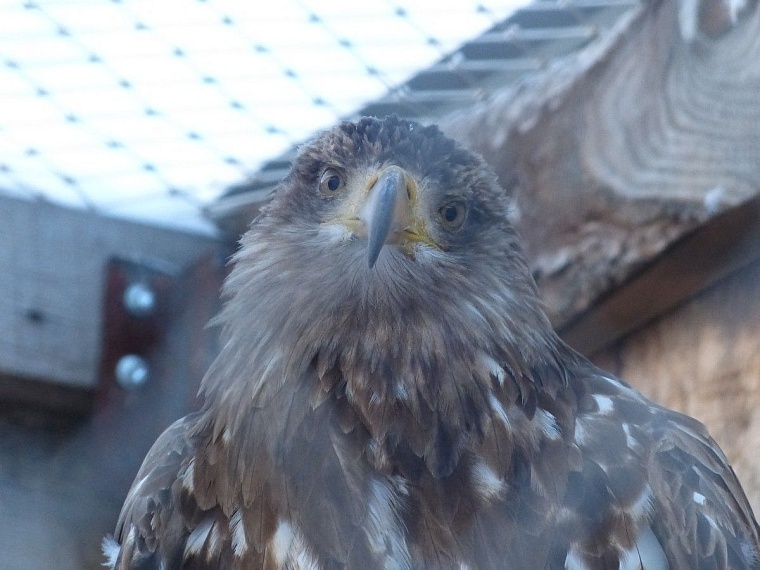 У леопарда в тюменском зоопарке пол с подогревом