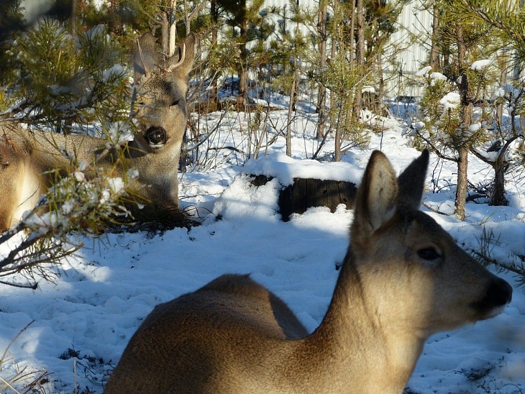 У леопарда в тюменском зоопарке пол с подогревом