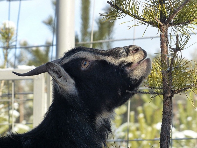 У леопарда в тюменском зоопарке пол с подогревом