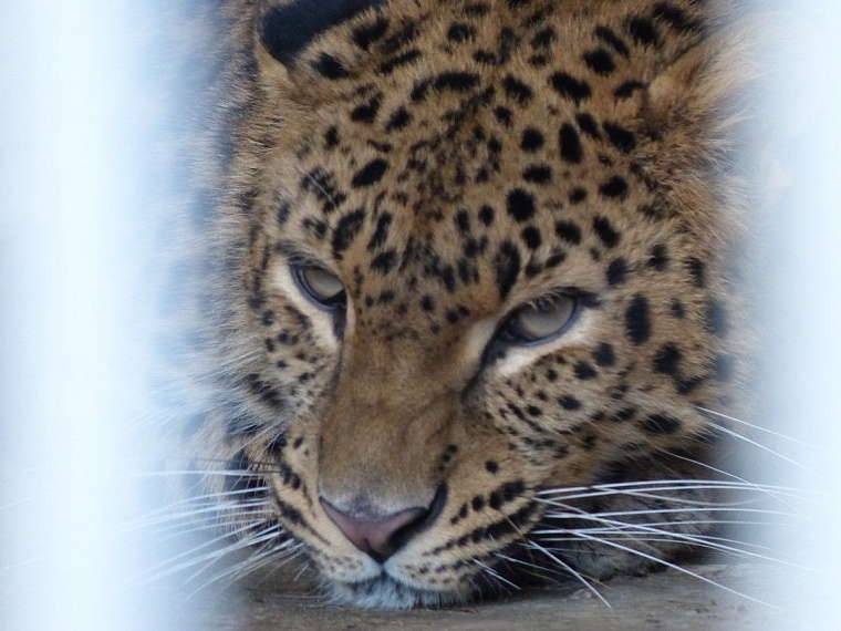 У леопарда в тюменском зоопарке пол с подогревом