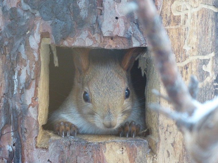 У леопарда в тюменском зоопарке пол с подогревом