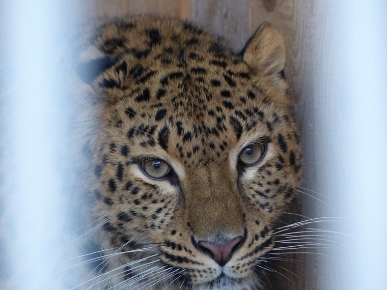 У леопарда в тюменском зоопарке пол с подогревом