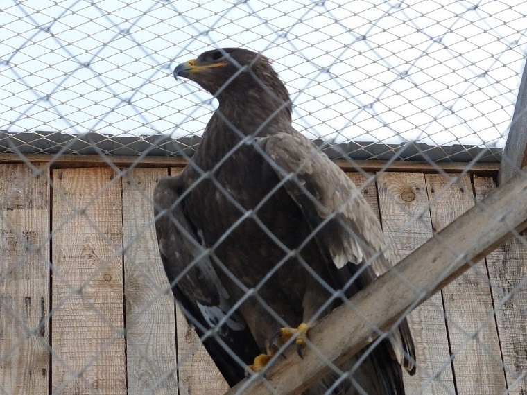 У леопарда в тюменском зоопарке пол с подогревом