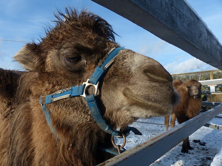 У леопарда в тюменском зоопарке пол с подогревом