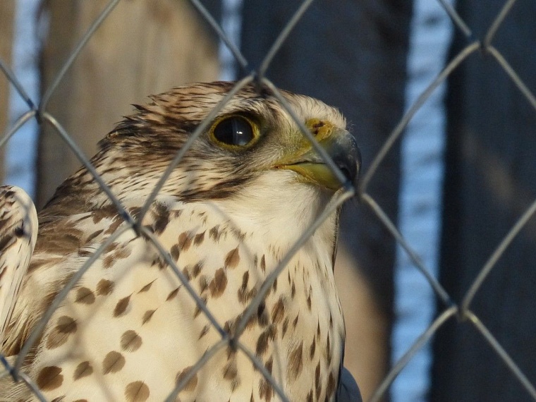 У леопарда в тюменском зоопарке пол с подогревом