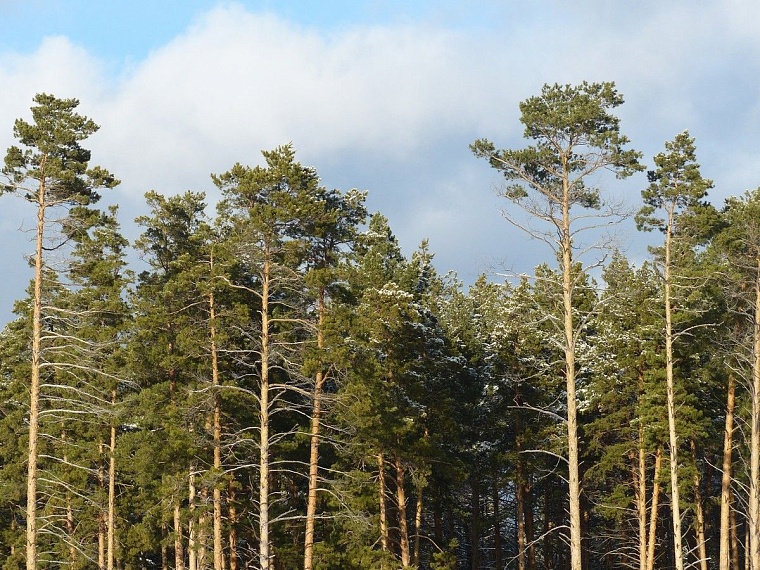 У леопарда в тюменском зоопарке пол с подогревом