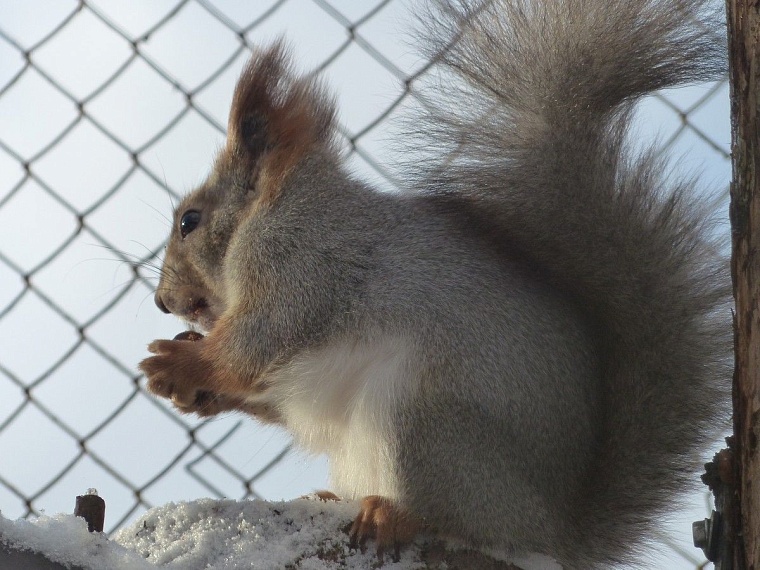 У леопарда в тюменском зоопарке пол с подогревом