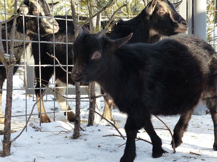 У леопарда в тюменском зоопарке пол с подогревом