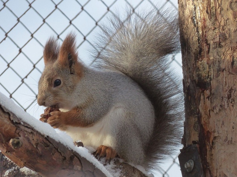 У леопарда в тюменском зоопарке пол с подогревом