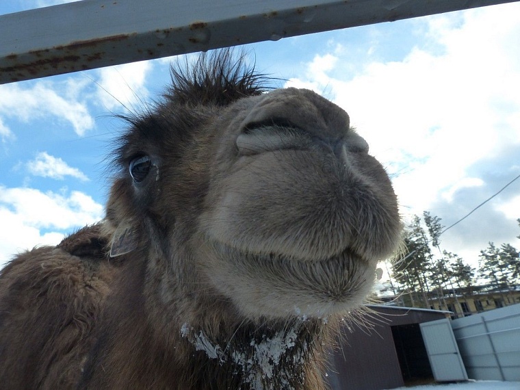 У леопарда в тюменском зоопарке пол с подогревом