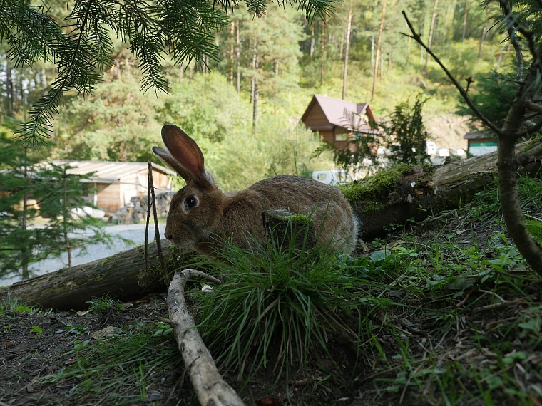 От каких болезней лечат в санаториях Алтая