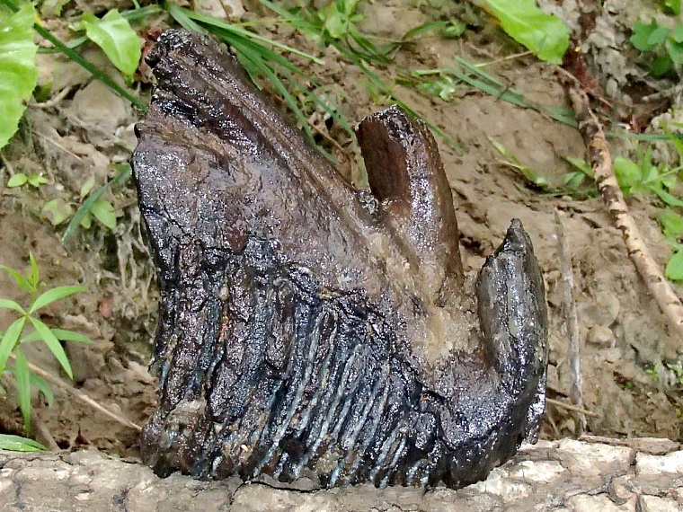 Со дна Ишима подняли гигантский бивень мамонта