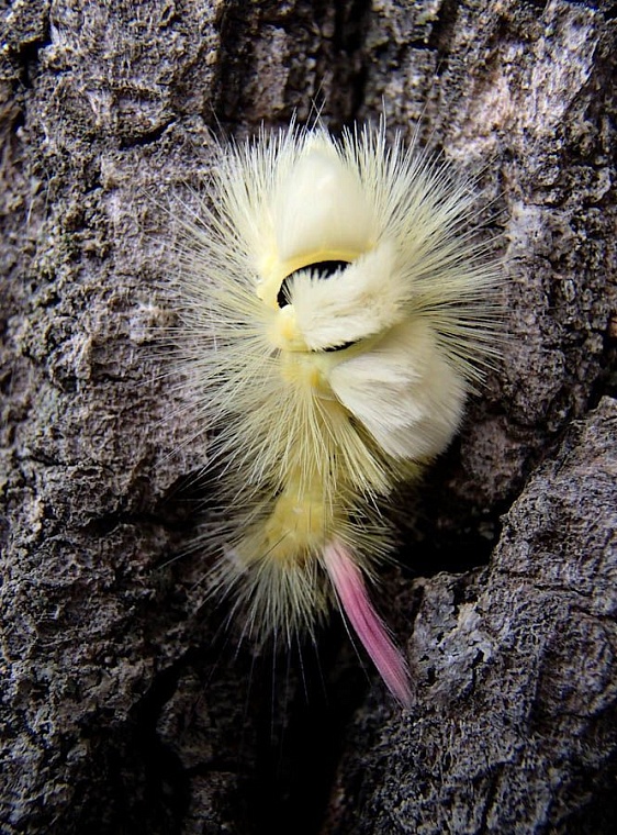 Со дна Ишима подняли гигантский бивень мамонта