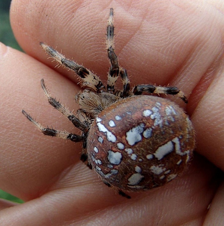 Со дна Ишима подняли гигантский бивень мамонта