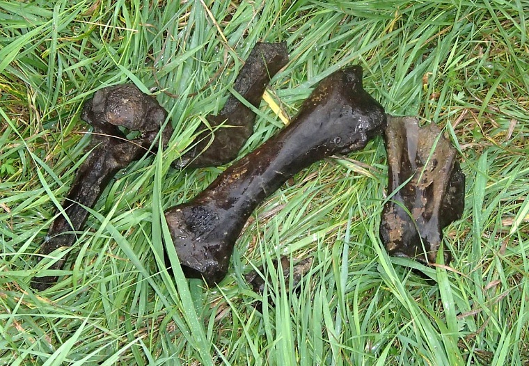 Со дна Ишима подняли гигантский бивень мамонта