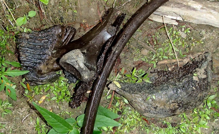 Со дна Ишима подняли гигантский бивень мамонта