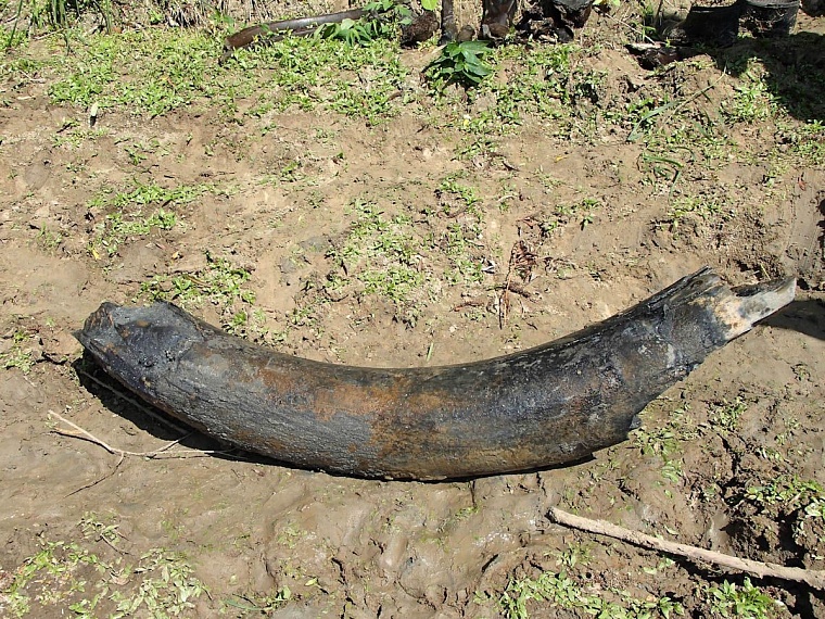 Со дна Ишима подняли гигантский бивень мамонта