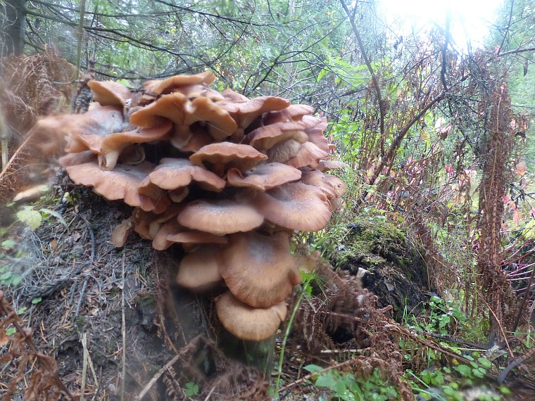 В Тюменском районе обнаружили медную гору?