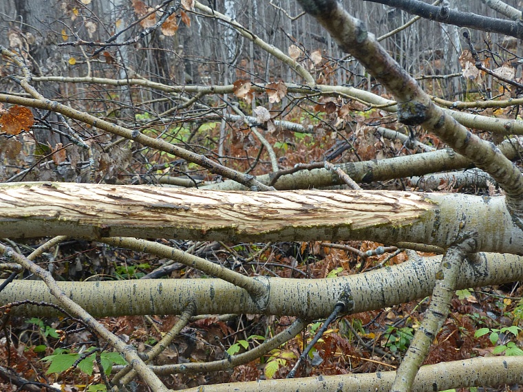 В Тюменском районе обнаружили медную гору?