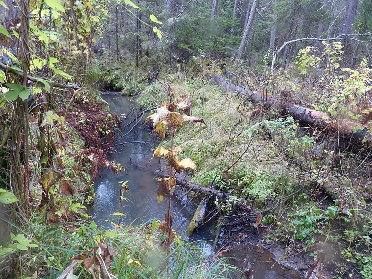 В Тюменском районе обнаружили медную гору?