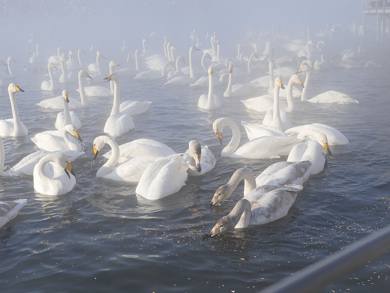 На Алтай зимой: едем в Царство лебедей