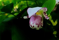 Путешествие в Марьино ущелье - в поисках уникальных сибирских орхидей