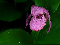 Путешествие в Марьино ущелье - в поисках уникальных сибирских орхидей