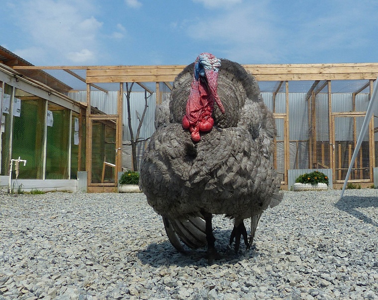 Где погладить ручную нутрию