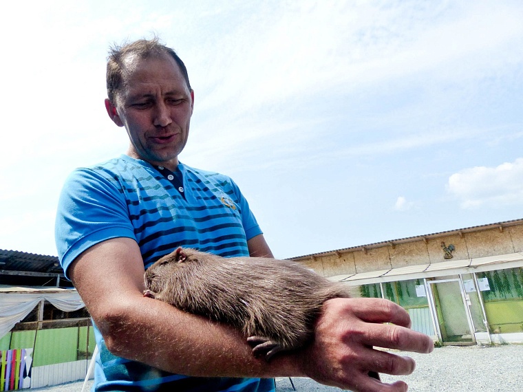 Где погладить ручную нутрию