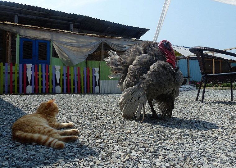 Где погладить ручную нутрию