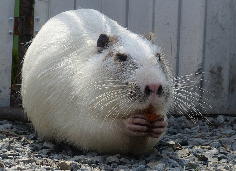 Где погладить ручную нутрию