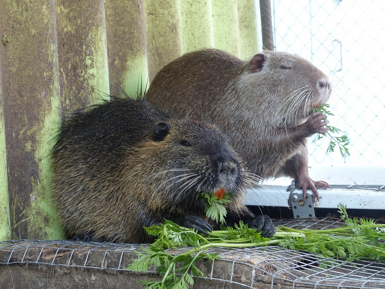 Где погладить ручную нутрию