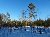 Корреспондент «Вслух.ру» прошагал по лесу 20 км
