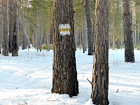 Корреспондент «Вслух.ру» прошагал по лесу 20 км