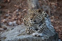 «Земля леопарда» может войти в уникальный туристический кластер Приморского края