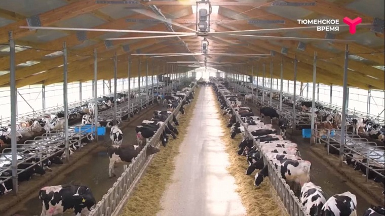 Молочные реки, спортивные берега: чем знаменит Голышмановский район