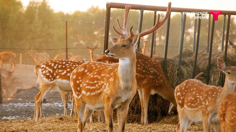 Что посмотреть в Ялуторовском районе: дикие лошади, поселение 17 века, рыбацкая деревня