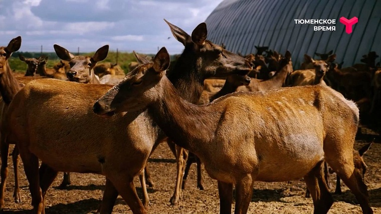 Что посмотреть в Ялуторовском районе: дикие лошади, поселение 17 века, рыбацкая деревня