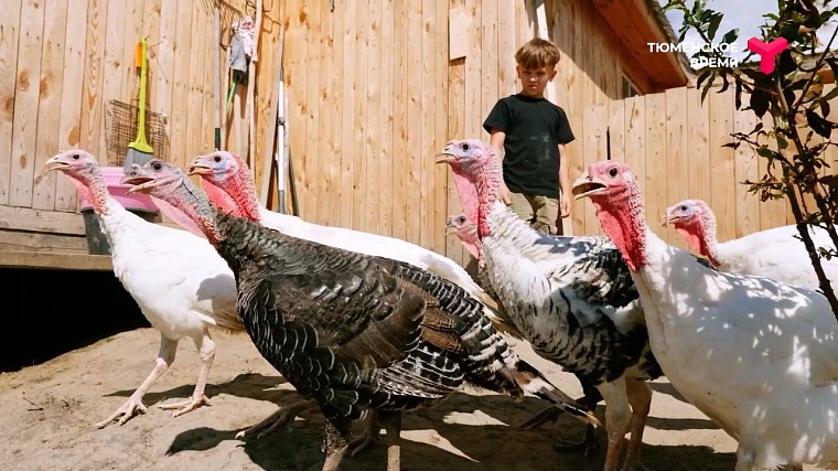 Что посмотреть в Ялуторовском районе: дикие лошади, поселение 17 века, рыбацкая деревня