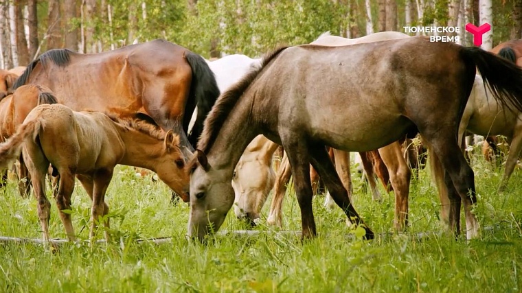 Что посмотреть в Ялуторовском районе: дикие лошади, поселение 17 века, рыбацкая деревня