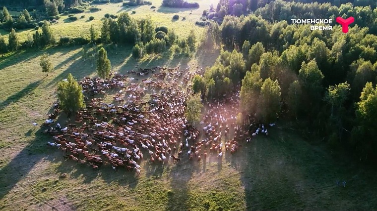 Что посмотреть в Ялуторовском районе: дикие лошади, поселение 17 века, рыбацкая деревня