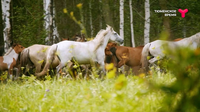 Что посмотреть в Ялуторовском районе: дикие лошади, поселение 17 века, рыбацкая деревня