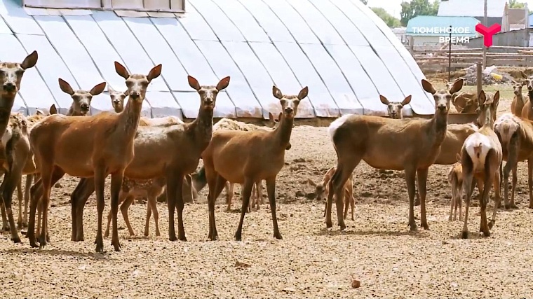 Что посмотреть в Ялуторовском районе: дикие лошади, поселение 17 века, рыбацкая деревня