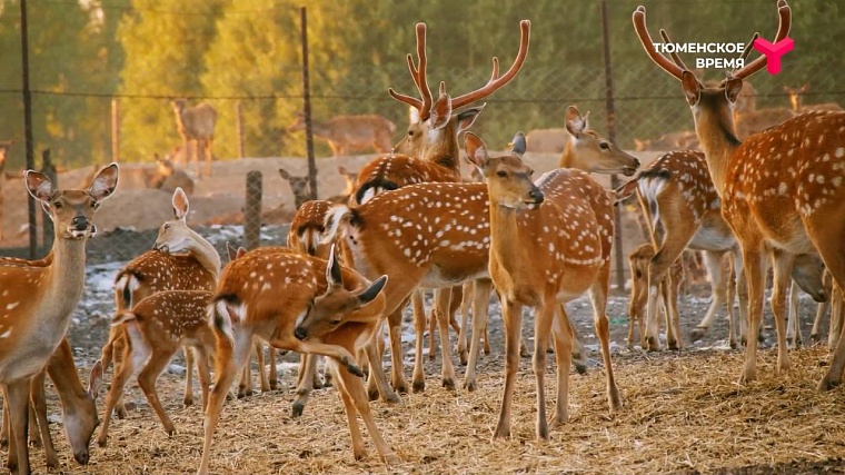 Что посмотреть в Ялуторовском районе: дикие лошади, поселение 17 века, рыбацкая деревня