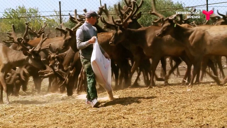 Что посмотреть в Ялуторовском районе: дикие лошади, поселение 17 века, рыбацкая деревня