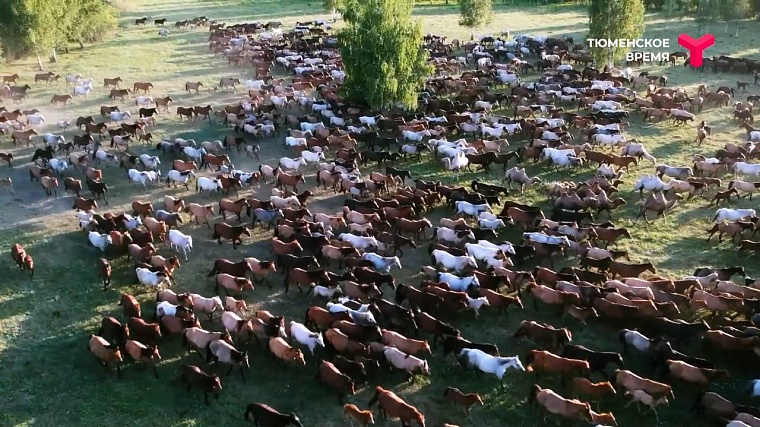 Что посмотреть в Ялуторовском районе: дикие лошади, поселение 17 века, рыбацкая деревня