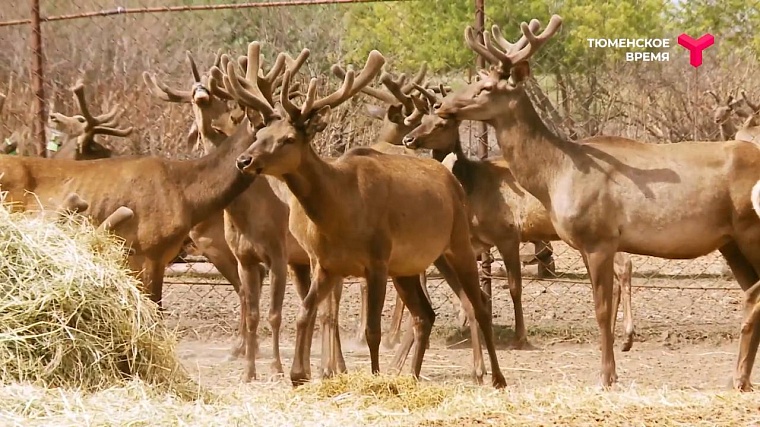 Что посмотреть в Ялуторовском районе: дикие лошади, поселение 17 века, рыбацкая деревня