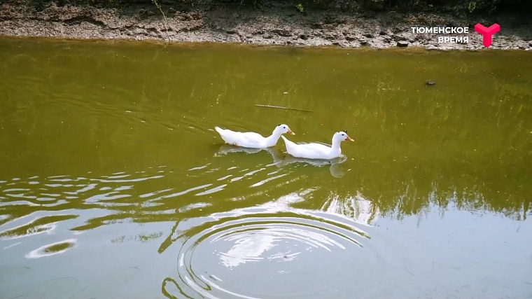 Что посмотреть в Ялуторовском районе: дикие лошади, поселение 17 века, рыбацкая деревня